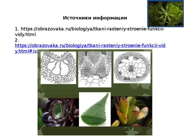 Источники информации  1. https://obrazovaka.ru/biologiya/tkani-rasteniy-stroenie-funkcii-vidy.html 2.   https://obrazovaka.ru/biologiya/tkani-rasteniy-stroenie-funkcii-vidy.html#ixzz5Y5XnDEnm 