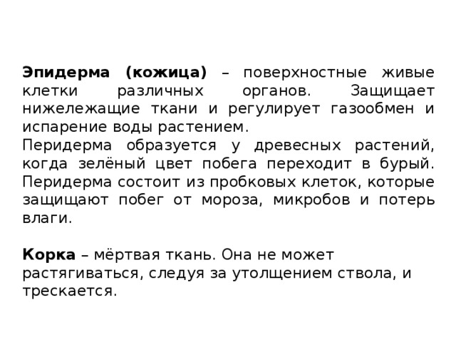 Эпидерма (кожица) – поверхностные живые клетки различных органов. Защищает нижележащие ткани и регулирует газообмен и испарение воды растением. Перидерма образуется у древесных растений, когда зелёный цвет побега переходит в бурый. Перидерма состоит из пробковых клеток, которые защищают побег от мороза, микробов и потерь влаги. Корка – мёртвая ткань. Она не может растягиваться, следуя за утолщением ствола, и трескается. 