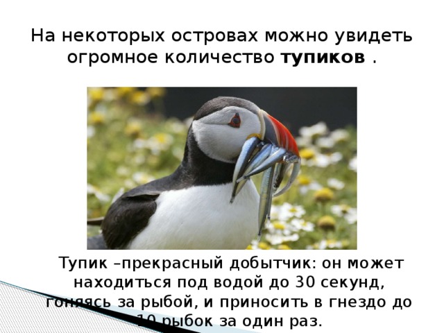 На некоторых островах можно увидеть огромное количество  тупиков  .  Тупик –прекрасный добытчик: он может находиться под водой до 30 секунд, гоняясь за рыбой, и приносить в гнездо до 10 рыбок за один раз. 