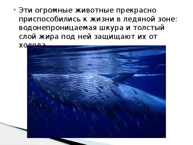 Эти огромные животные прекрасно приспособились к жизни в ледяной зоне: водонепроницаемая шкура и толстый слой жира под ней защищают их от холода. 