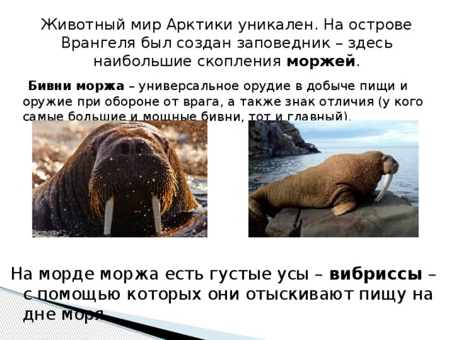 Животный мир Арктики уникален. На острове Врангеля был создан заповедник – здесь наибольшие скопления  моржей .  Бивни моржа  – универсальное орудие в добыче пищи и оружие при обороне от врага, а также знак отличия (у кого самые большие и мощные бивни, тот и главный). На морде моржа есть густые усы –  вибриссы  – с помощью которых они отыскивают пищу на дне моря. 