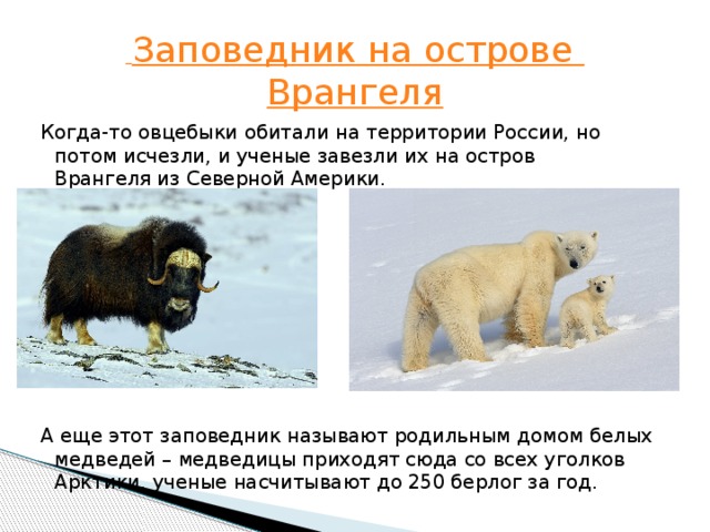   Заповедник на острове Врангеля Когда-то овцебыки обитали на территории России, но потом исчезли, и ученые завезли их на остров Врангеля из Северной Америки.   А еще этот заповедник называют ро­диль­ным домом белых медведей – медведицы приходят сюда со всех уголков Арктики, ученые насчитывают до 250 берлог за год. 