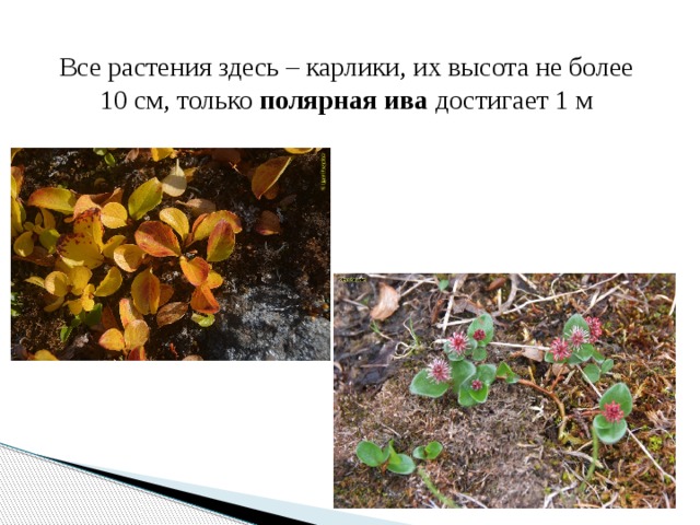 Все растения здесь – карлики, их высота не более  10 см, только  полярная ива  достигает 1 м 