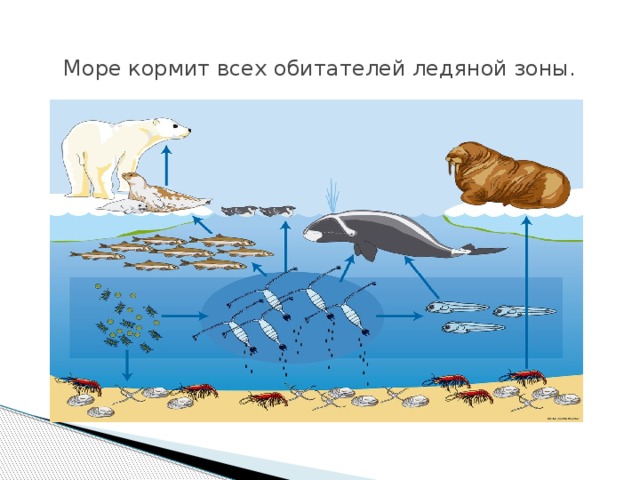 Море кормит всех обитателей ледяной зоны. 