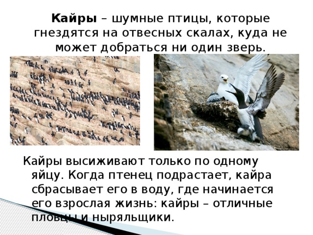 Кайры  – шумные птицы, которые гнездятся на отвесных скалах, куда не может добраться ни один зверь. Кайры высиживают только по одному яйцу. Когда птенец подрастает, кайра сбрасывает его в воду, где начинается его взрослая жизнь: кайры – отличные пловцы и ныряльщики. 