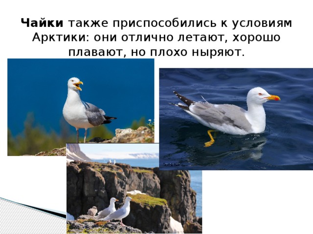 Чайки  также приспособились к условиям Арктики: они отлично летают, хорошо плавают, но плохо ныряют. 