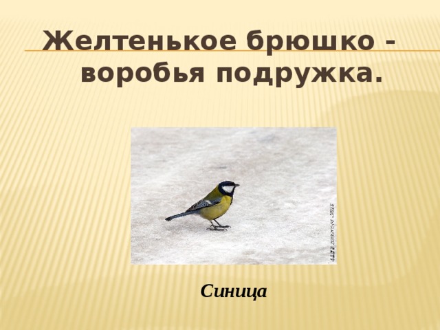 Желтенькое брюшко -   воробья подружка. Синица 