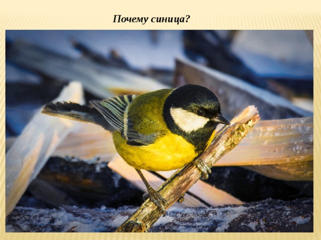 Почему синица? 