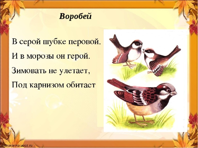 Воробей 
