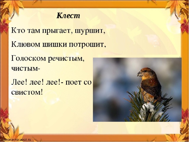 Клест 
