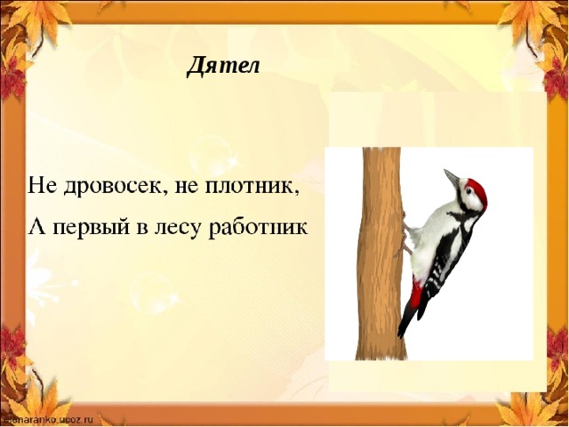 Дятел 