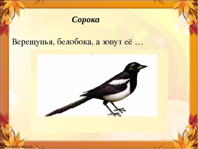Сорока 