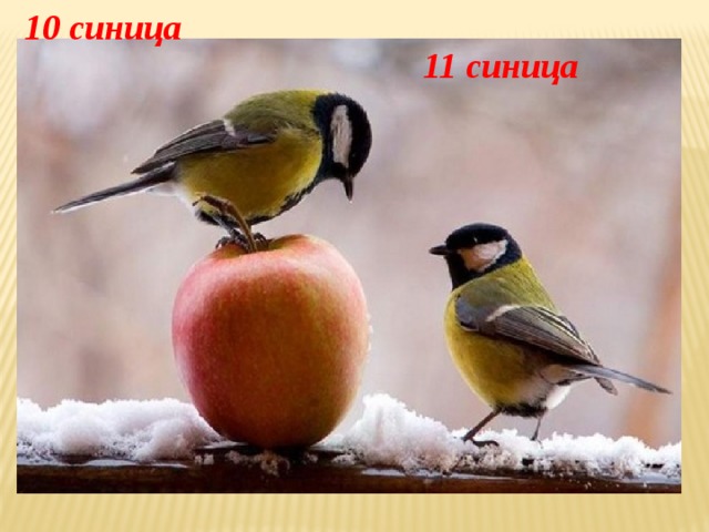 10 синица 11 синица 