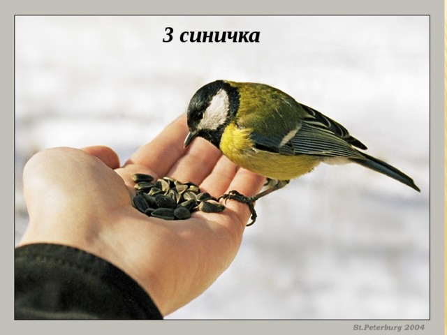 3 синичка 
