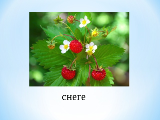 снеге 