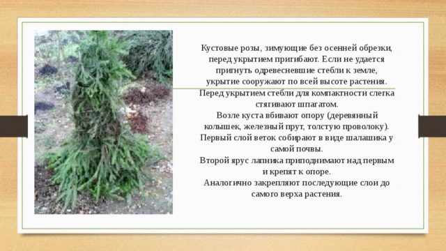 Кустовые розы, зимующие без осенней обрезки, перед укрытием пригибают. Если не удается пригнуть одревесневшие стебли к земле, укрытие сооружают по всей высоте растения.  Перед укрытием стебли для компактности слегка стягивают шпагатом.  Возле куста вбивают опору (деревянный колышек, железный прут, толстую проволоку).  Первый слой веток собирают в виде шалашика у самой почвы.  Второй ярус лапника приподнимают над первым и крепят к опоре.  Аналогично закрепляют последующие слои до самого верха растения.   