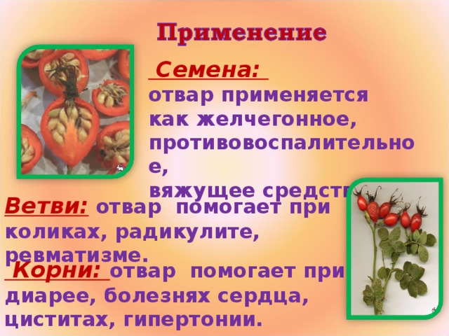Семена:  отвар применяется как желчегонное, противовоспалительное, вяжущее средство Ветви:  отвар помогает при коликах, радикулите, ревматизме.  Корни: отвар помогает при диарее, болезнях сердца, циститах, гипертонии.