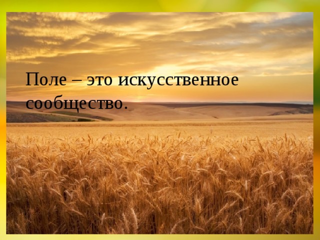 Поле – это искусственное сообщество. 