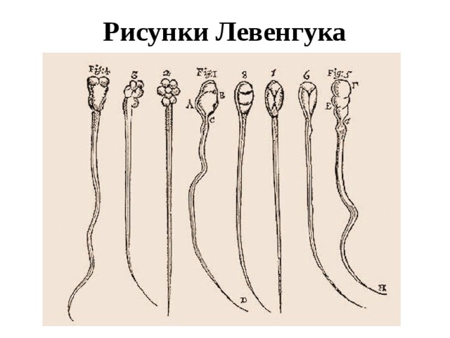 Рисунки Левенгука 