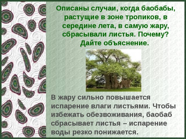 Описаны случаи, когда баобабы, растущие в зоне тропиков, в середине лета, в самую жару, сбрасывали листья. Почему? Дайте объяснение. В жару сильно повышается испарение влаги листьями. Чтобы избежать обезвоживания, баобаб сбрасывает листья – испарение воды резко понижается.