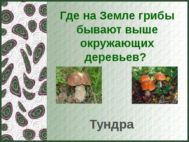 Где на Земле грибы бывают выше окружающих деревьев? Тундра