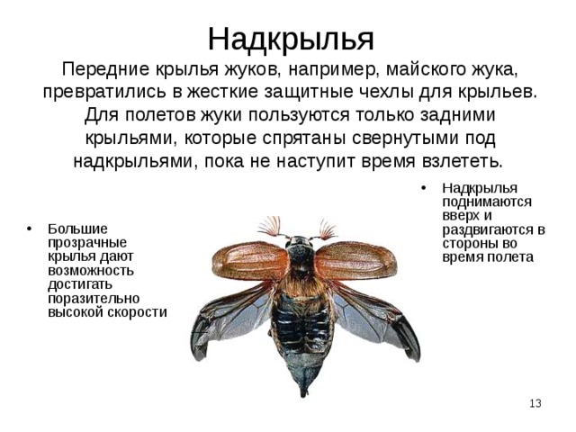 Надкрылья  Передние крылья жуков, например, майского жука, превратились в жесткие защитные чехлы для крыльев. Для полетов жуки пользуются только задними крыльями, которые спрятаны свернутыми под надкрыльями, пока не наступит время взлететь.  Надкрылья поднимаются вверх и раздвигаются в стороны во время полета Большие прозрачные крылья дают возможность достигать поразительно высокой скорости  