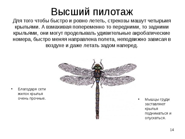 Высший пилотаж  Для того чтобы быстро и ровно лететь, стрекозы машут четырьмя крыльями. А взмахивая попеременно то передними, то задними крыльями, они могут проделывать удивительные акробатические номера, быстро меняя направлена полета, неподвижно зависая в воздухе и даже летать задом наперед. Благодаря сети жилок крылья очень прочные. Мышцы груди заставляют крылья подниматься и опускаться.  