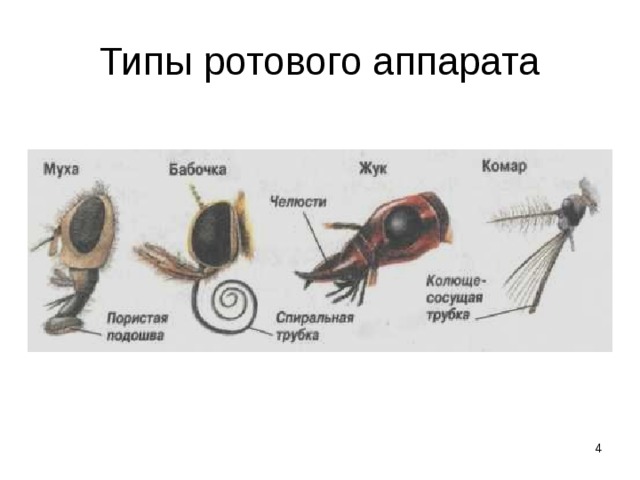 Типы ротового аппарата  