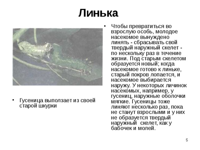 Линька            Гусеница выползает из своей старой шкурки Чтобы превратиться во взрослую особь, молодое насекомое вынуждено линять - сбрасывать свой твердый наружный скелет - по нескольку раз в течение жизни. Под старым  скелетом  образуется новый; когда насекомое готово к линьке, старый покров лопается, и насекомое выбирается наружу. У некоторых личинок насекомых, например, у гусениц, наружные оболочки мягкие. Гусеницы тоже линяют несколько раз, пока не станут взрослыми и у них не образуется твердый наружный  скелет, как у бабочек и молей.  