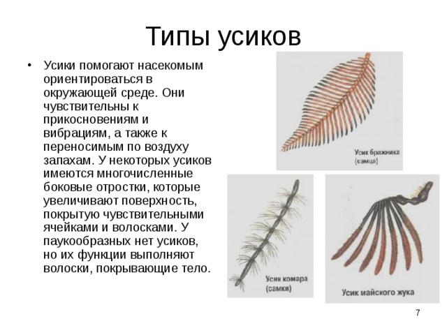 Типы усиков Усики помогают насекомым ориентироваться в окружающей среде. Они чувствительны к прикосновениям и вибрациям, а также к переносимым по воздуху запахам. У некоторых усиков имеются многочисленные боковые отростки, которые увеличивают поверхность, покрытую чувствительными ячейками и волосками. У паукообразных нет усиков, но их функции выполняют волоски, покрывающие тело.  