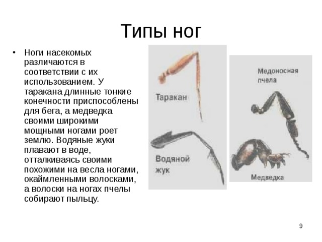Типы ног Ноги насекомых различаются в соответствии с их использованием. У таракана длинные тонкие конечности приспособлены для бега, а медведка своими широкими мощными ногами роет землю. Водяные жуки плавают в воде, отталкиваясь своими похожими на весла ногами, окаймленными волосками, а волоски на ногах пчелы собирают пыльцу.  