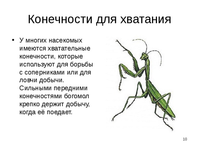 Конечности для хватания У многих насекомых имеются хватательные конечности, которые используют для борьбы с соперниками или для ловчи добычи. Сильными передними конечностями богомол крепко держит добычу, когда её поедает.  