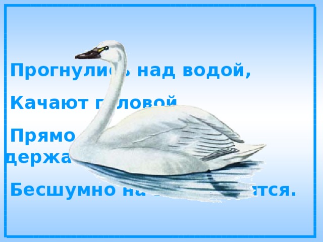  Прогнулись над водой,  Качают головой.  Прямо и гордо умеют держаться,  Бесшумно на воду садятся. 