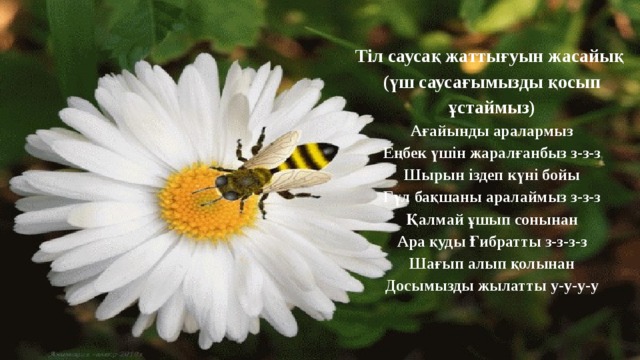 Тіл саусақ жаттығуын жасайық (үш саусағымызды қосып ұстаймыз) Ағайынды аралармыз Еңбек үшін жаралғанбыз з-з-з Шырын іздеп күні бойы Гүл бақшаны аралаймыз з-з-з Қалмай ұшып сонынан Ара қуды Ғибратты з-з-з-з Шағып алып қолынан Досымызды жылатты у-у-у-у 