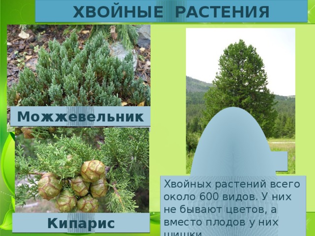 ХВОЙНЫЕ РАСТЕНИЯ Можжевельник Кедр Хвойных растений всего около 600 видов. У них не бывают цветов, а вместо плодов у них шишки Кипарис 
