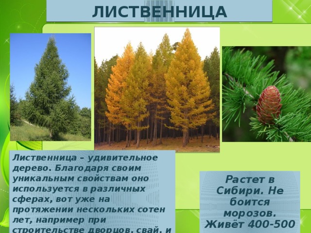 ЛИСТВЕННИЦА Лиственница – удивительное дерево. Благодаря своим уникальным свойствам оно используется в различных сферах, вот уже на протяжении нескольких сотен лет, например при строительстве дворцов, свай, и даже в кораблестроении.  Растет в Сибири. Не боится морозов. Живёт 400-500 лет. 