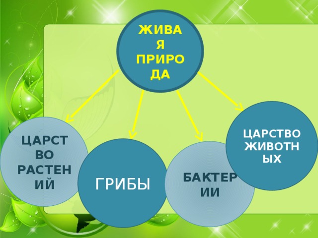 ЖИВАЯ ПРИРОДА ЦАРСТВО  ЖИВОТНЫХ   ЦАРСТВО РАСТЕНИЙ ГРИБЫ БАКТЕРИИ 