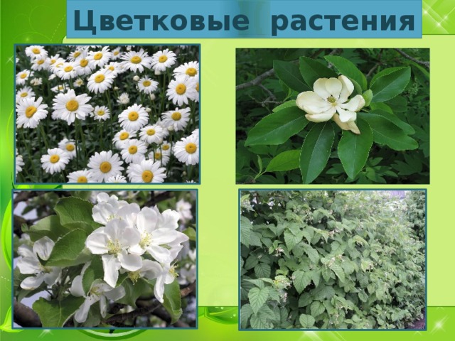 Цветковые растения 