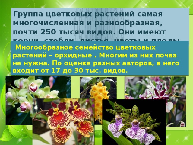 Группа цветковых растений самая многочисленная и разнообразная, почти 250 тысяч видов. Они имеют корни, стебли, листья, цветы и плоды.  Многообразное семейство цветковых растений – орхидные . Многим из них почва не нужна. По оценке разных авторов, в него входит от 17 до 30 тыс. видов. 
