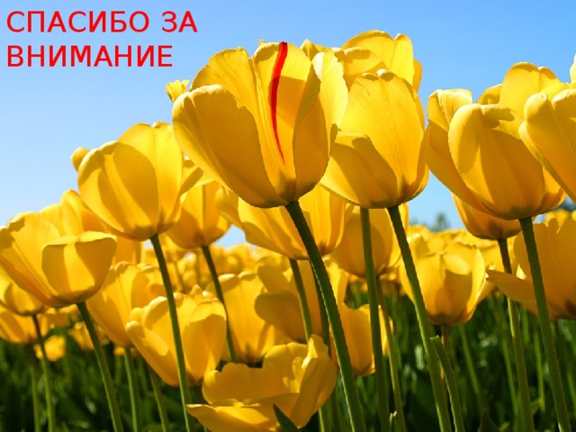 СПАСИБО ЗА ВНИМАНИЕ 