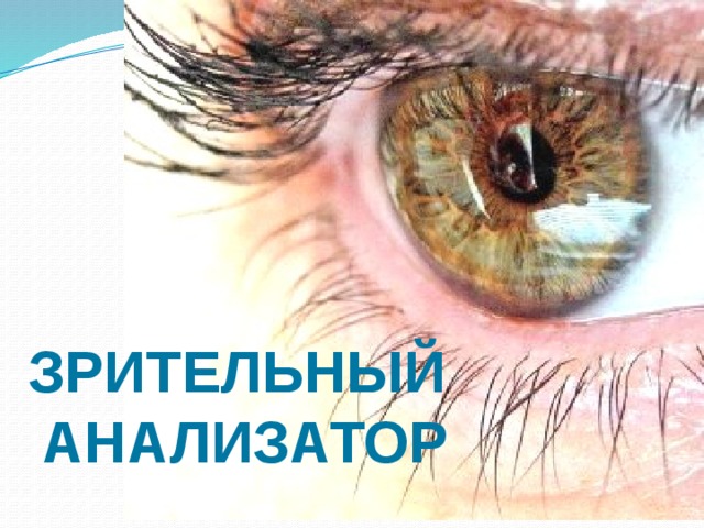 Зрительный  анализатор 