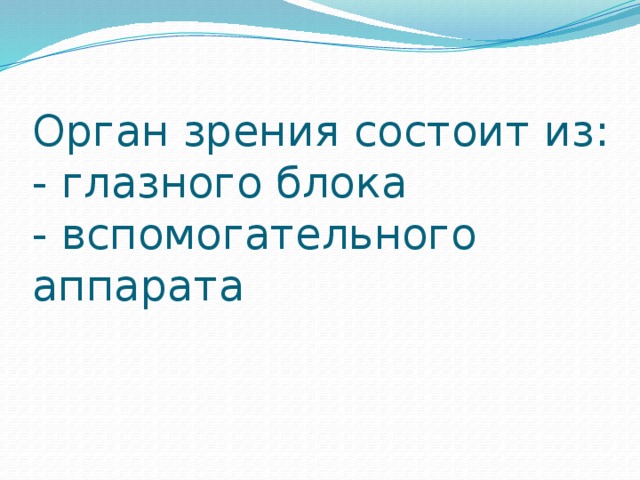 Орган зрения состоит из:  - глазного блока  - вспомогательного аппарата   