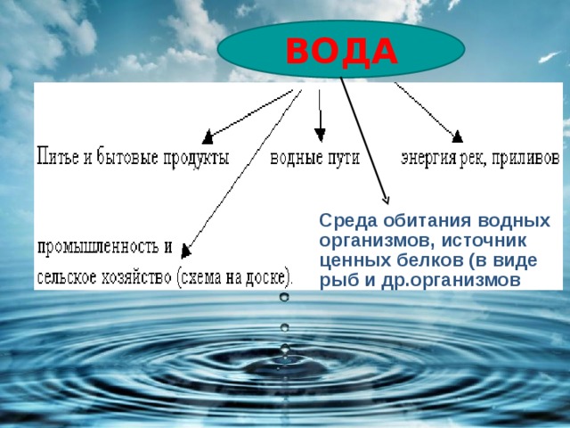 ВОДА Среда обитания водных организмов, источник ценных белков (в виде рыб и др.организмов  