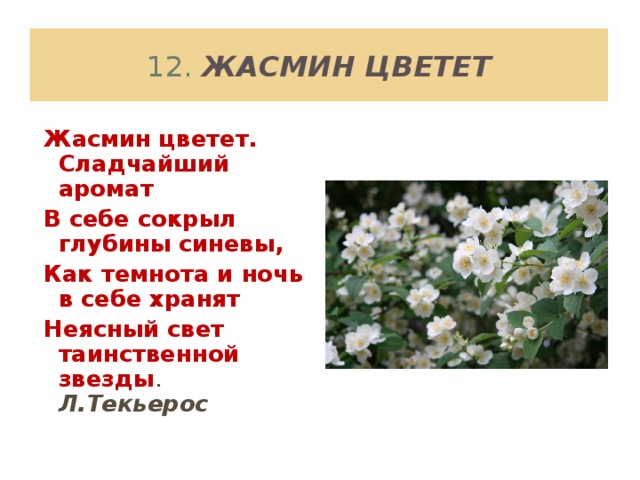  12 . ЖАСМИН ЦВЕТЕТ   Жасмин цветет. Сладчайший аромат В себе сокрыл глубины синевы, Как темнота и ночь в себе хранят Неясный свет таинственной звезды . Л.Текьерос  