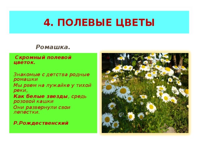4. ПОЛЕВЫЕ ЦВЕТЫ Ромашка.  Скромный полевой цветок.   Знакомые с детства родные ромашки Мы рвем на лужайке у тихой реки, Как белые звезды , средь розовой кашки Они развернули свои лепестки.  Р.Рождественский    
