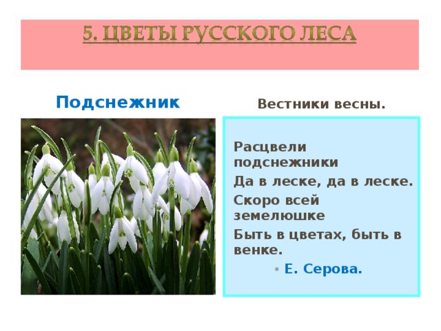 Подснежник Вестники весны.  Расцвели подснежники Да в леске, да в леске. Скоро всей земелюшке Быть в цветах, быть в венке. Е. Серова.  