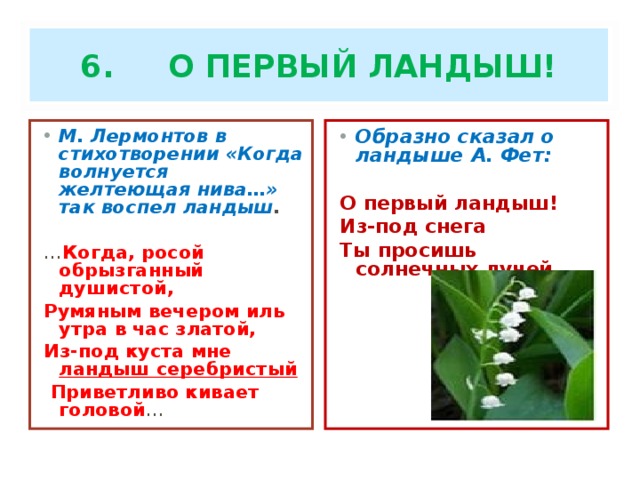 6. О ПЕРВЫЙ ЛАНДЫШ! М. Лермонтов в стихотворении «Когда волнуется желтеющая нива…» так воспел ландыш . Образно сказал о ландыше А. Фет: … Когда, росой обрызганный душистой, Румяным вечером иль утра в час златой, Из-под куста мне ландыш серебристый  Приветливо кивает головой … О первый ландыш! Из-под снега Ты просишь солнечных лучей…   