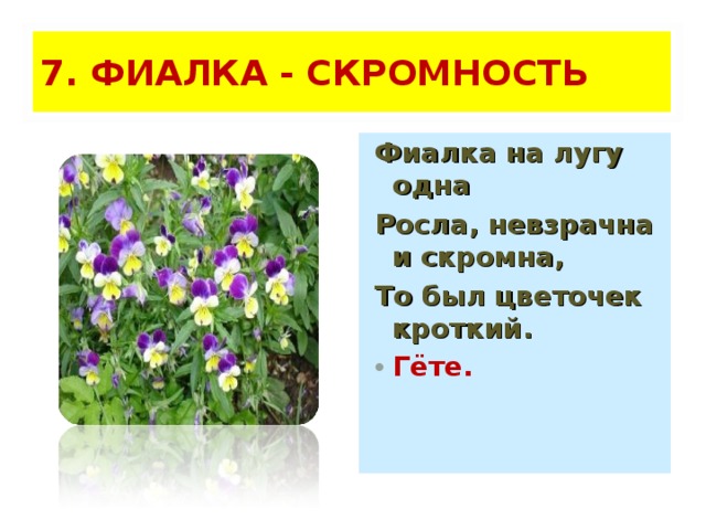 7. ФИАЛКА - СКРОМНОСТЬ  Фиалка на лугу одна Росла, невзрачна и скромна, То был цветочек кроткий. Гёте. 