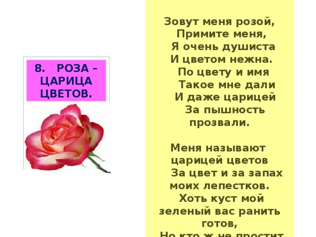  Зовут меня розой,  Примите меня,  Я очень душиста  И цветом нежна.  По цвету и имя  Такое мне дали  И даже царицей  За пышность прозвали.  Меня называют царицей цветов  За цвет и за запах моих лепестков.  Хоть куст мой зеленый вас ранить готов,  Но кто ж не простит мне колючих шипов. 8. РОЗА – ЦАРИЦА ЦВЕТОВ. 