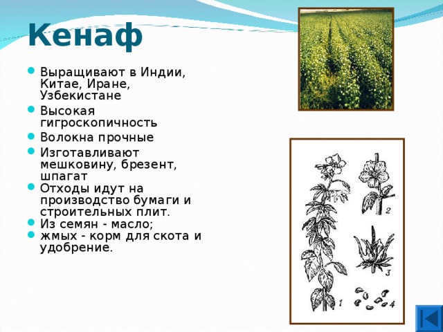 Кенаф Выращивают в Индии, Китае, Иране, Узбекистане Высокая гигроскопичность Волокна прочные Изготавливают мешковину, брезент, шпагат Отходы идут на производство бумаги и строительных плит. Из семян - масло; жмых - корм для скота и удобрение.  